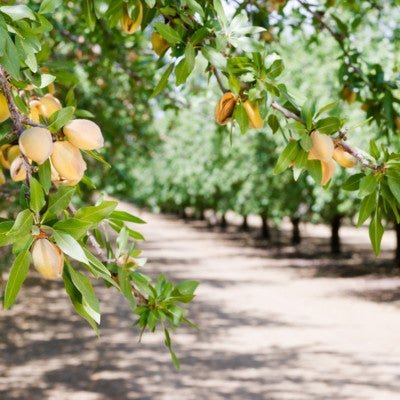 Sustainable Almonds Of California