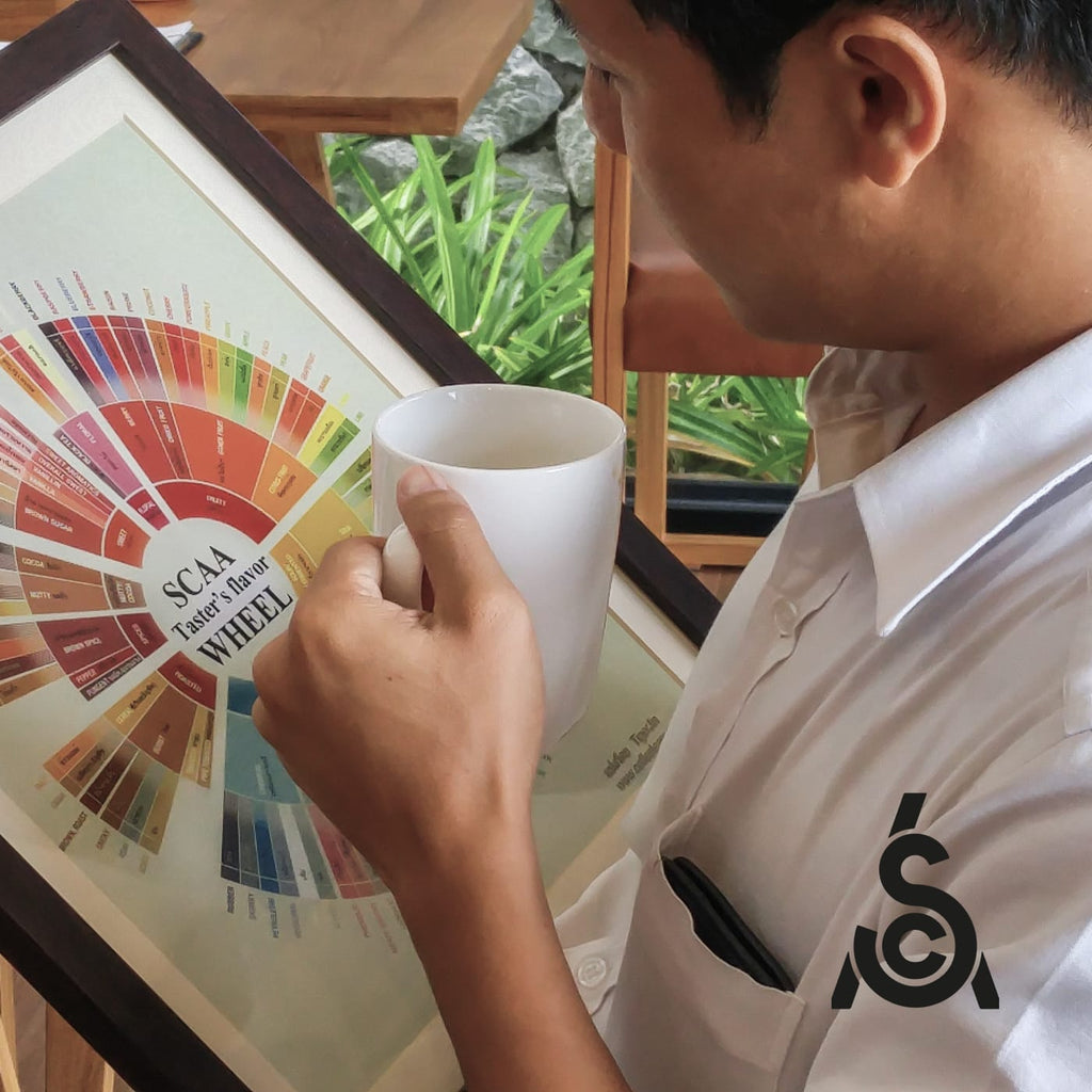 Man drinking a cup of coffee looking at the Speciality Coffee Association Golden Cup, SCA, Taster Flavor Wheel. 