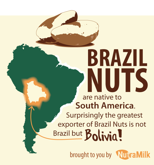 Facts About Brazil Nuts