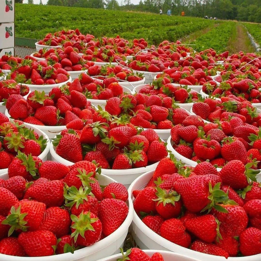 Favorite Strawberry Recipes ROUNDUP