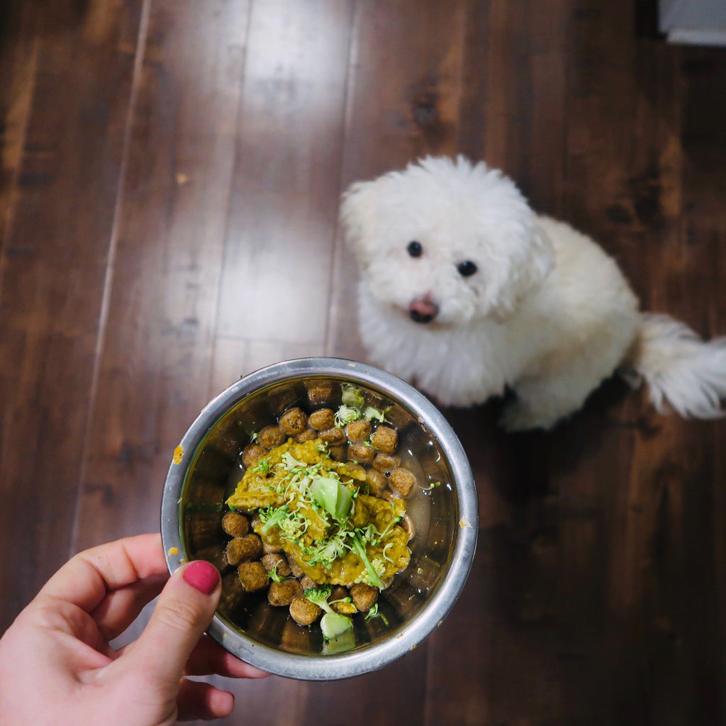 Vegan Dog Stew by Kiara Ana