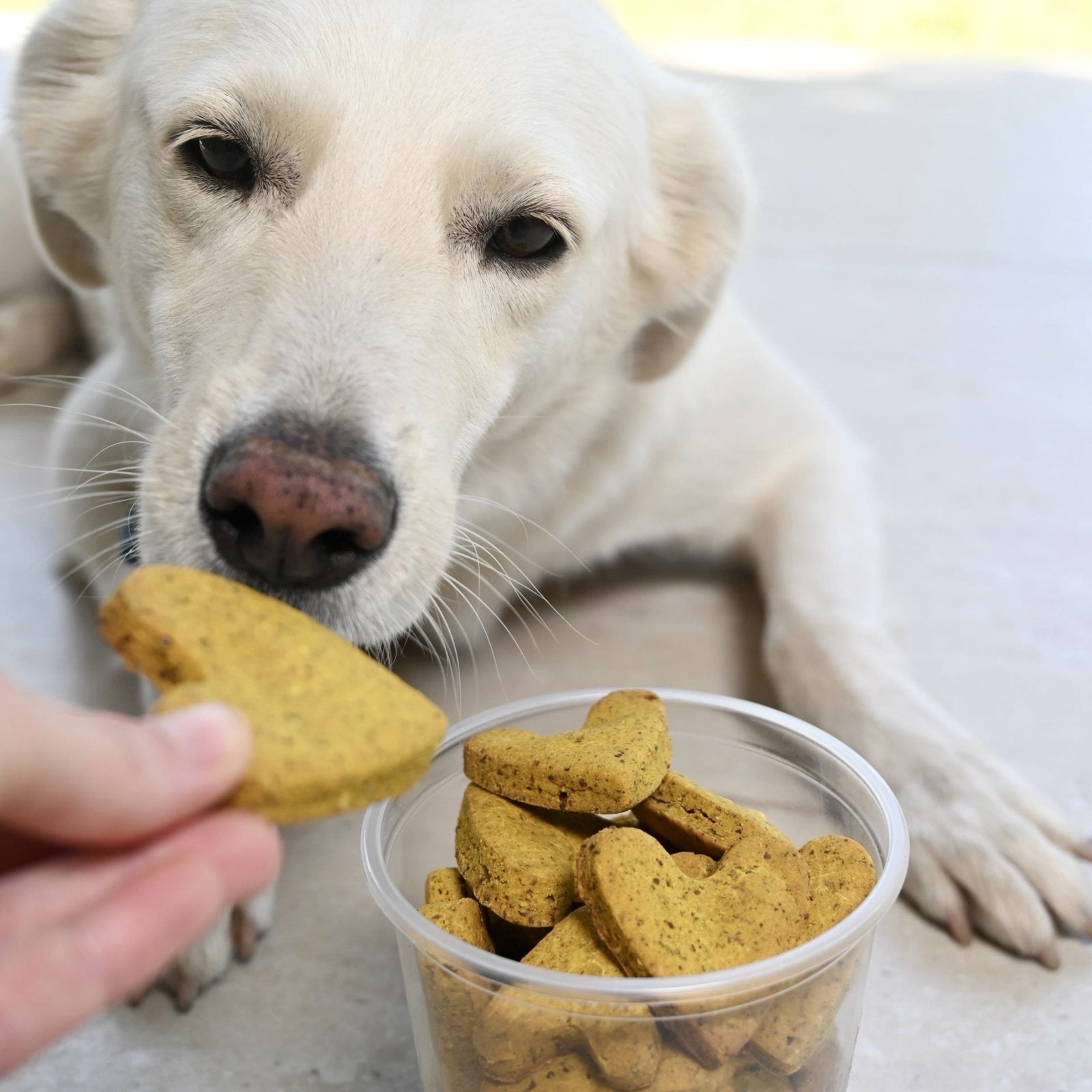 Are dog biscuits bad for dogs best sale