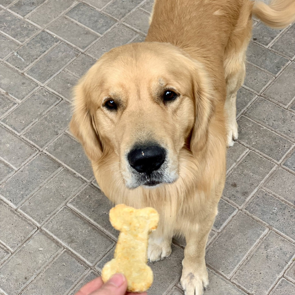A golden retriever being given a homemade dog biscuit in the shape of a dog bone