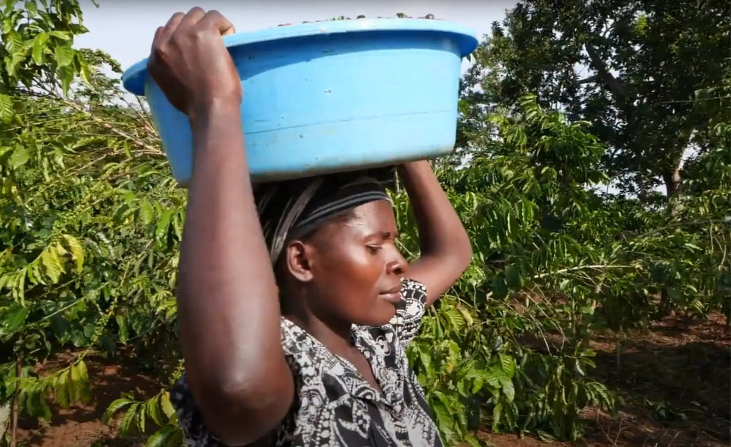 A woman carrying a large bowl of coffee beans on her head and taking them to sell at the Kyaffe Farmers of Uganda - one of the charities supported by Bonavita.