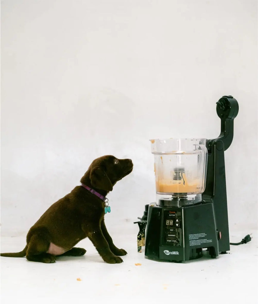 A black labrador puppy looking at an open Nutramilk processor hoping for some food.